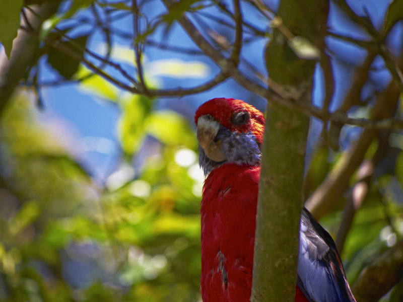 Lamington, Crimson Rosella